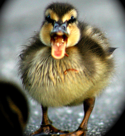 Shouting Baby Duckling Picture Caption Shouting Baby Duckling Picture Caption